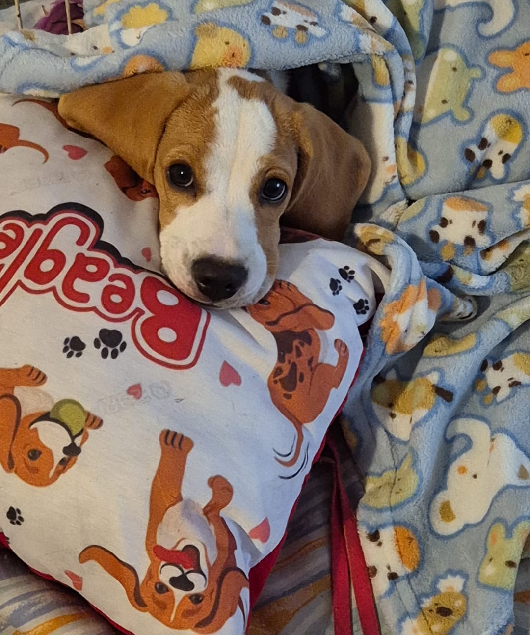 Foto do Beagle do cliente Patrick