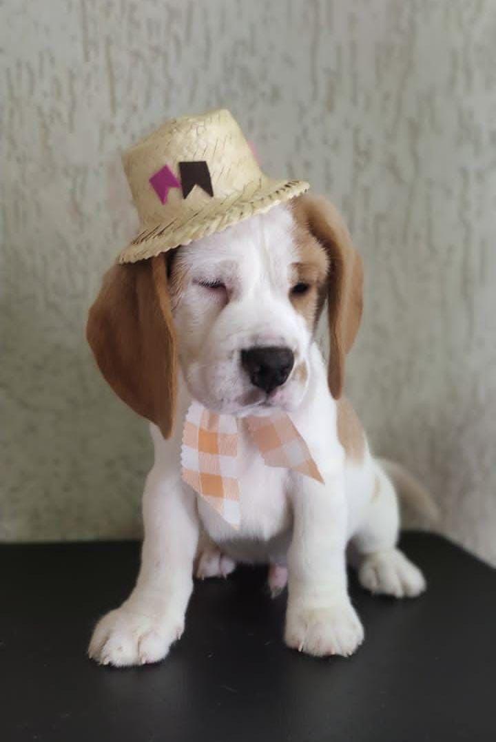 Filhote Beagle descansando