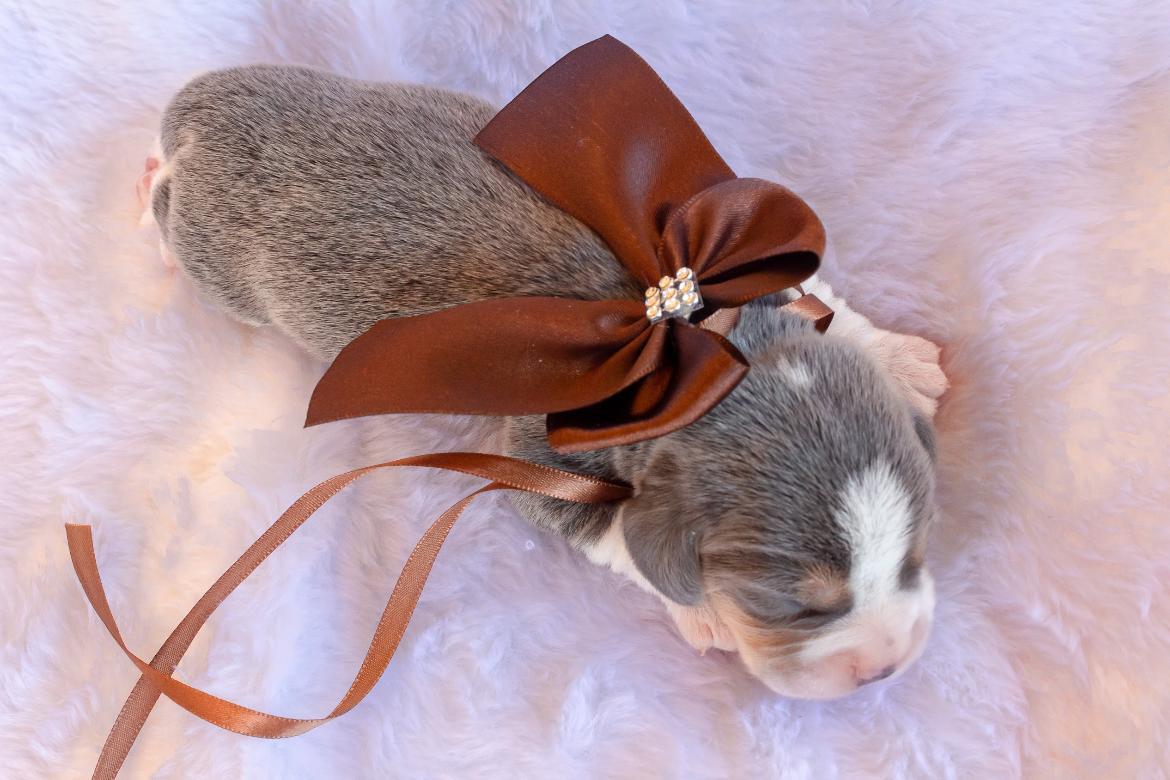 Filhote Beagle no colo