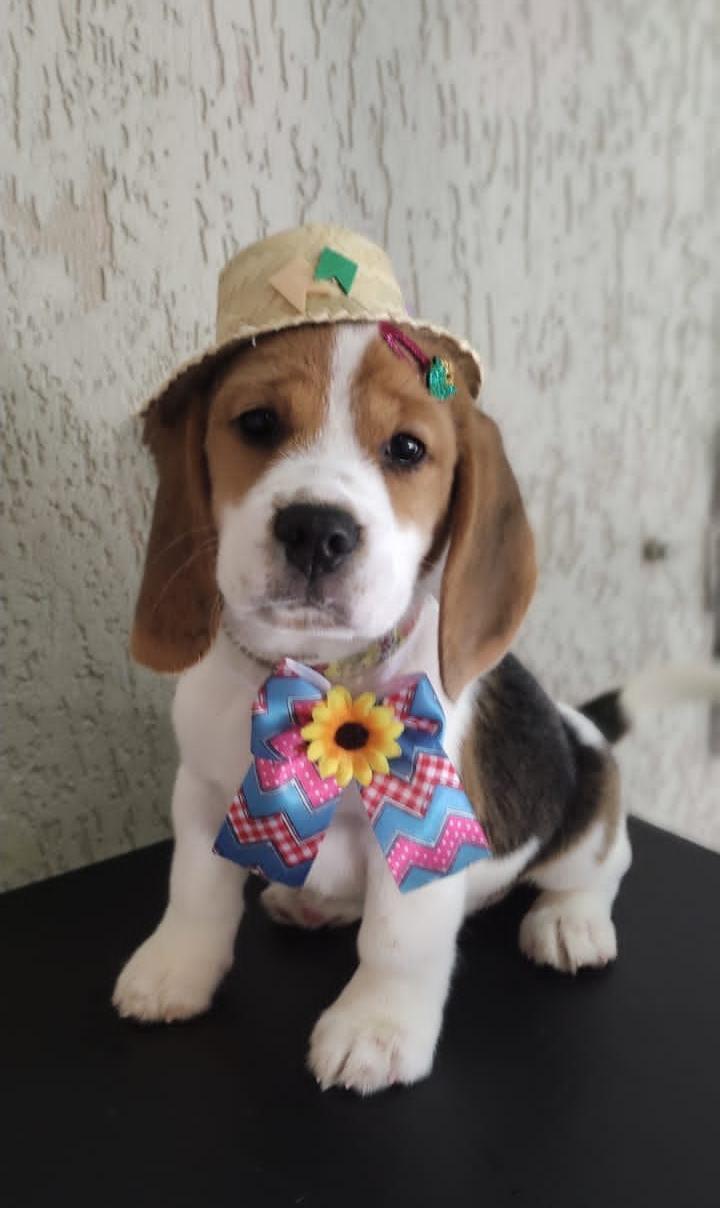 Filhote Beagle em momento de brincadeira