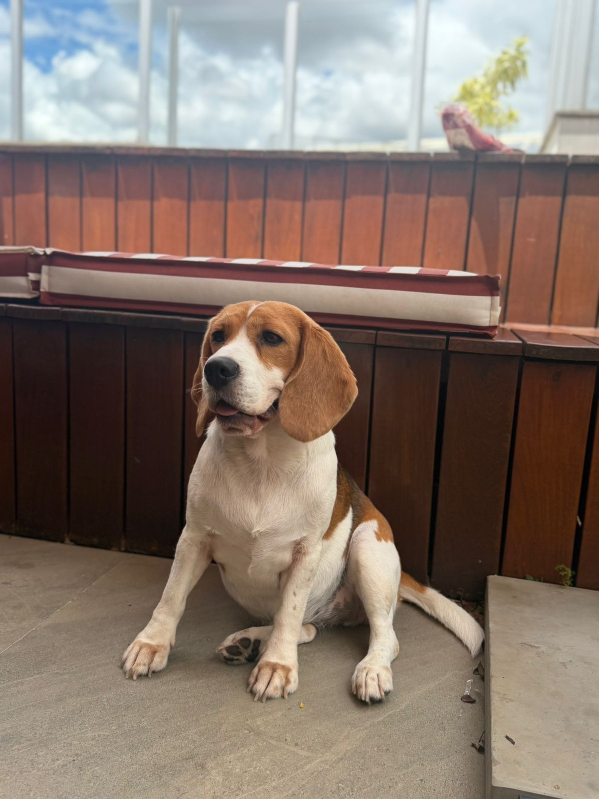 Foto da cliente Maria Clara com um Beagle