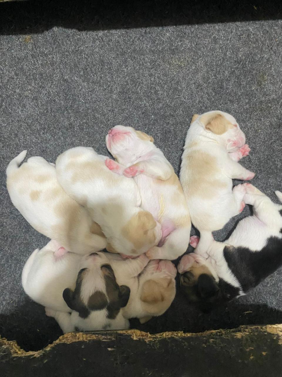 Filhote Beagle olhando para a câmera