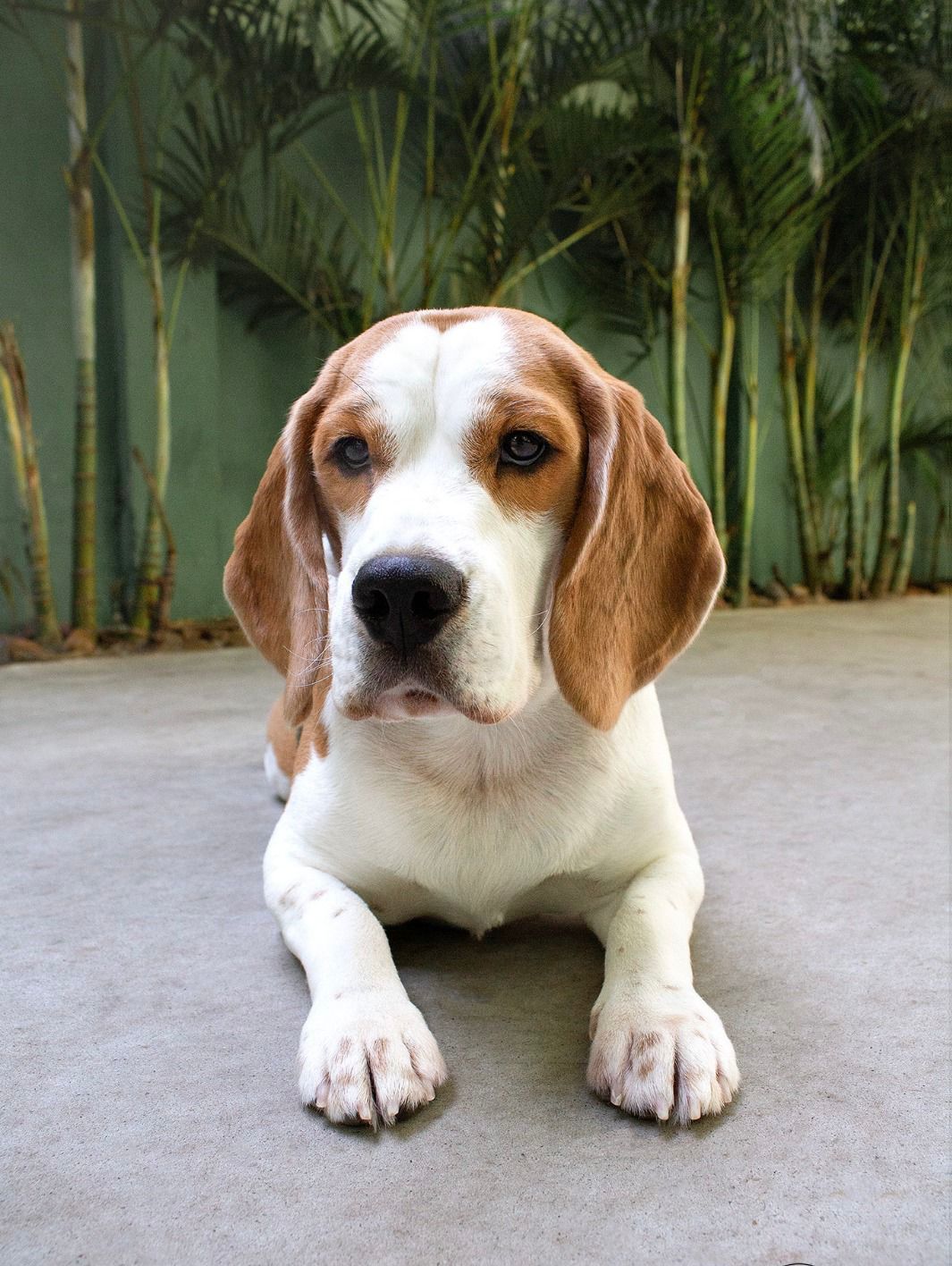 Filhote correndo na grama