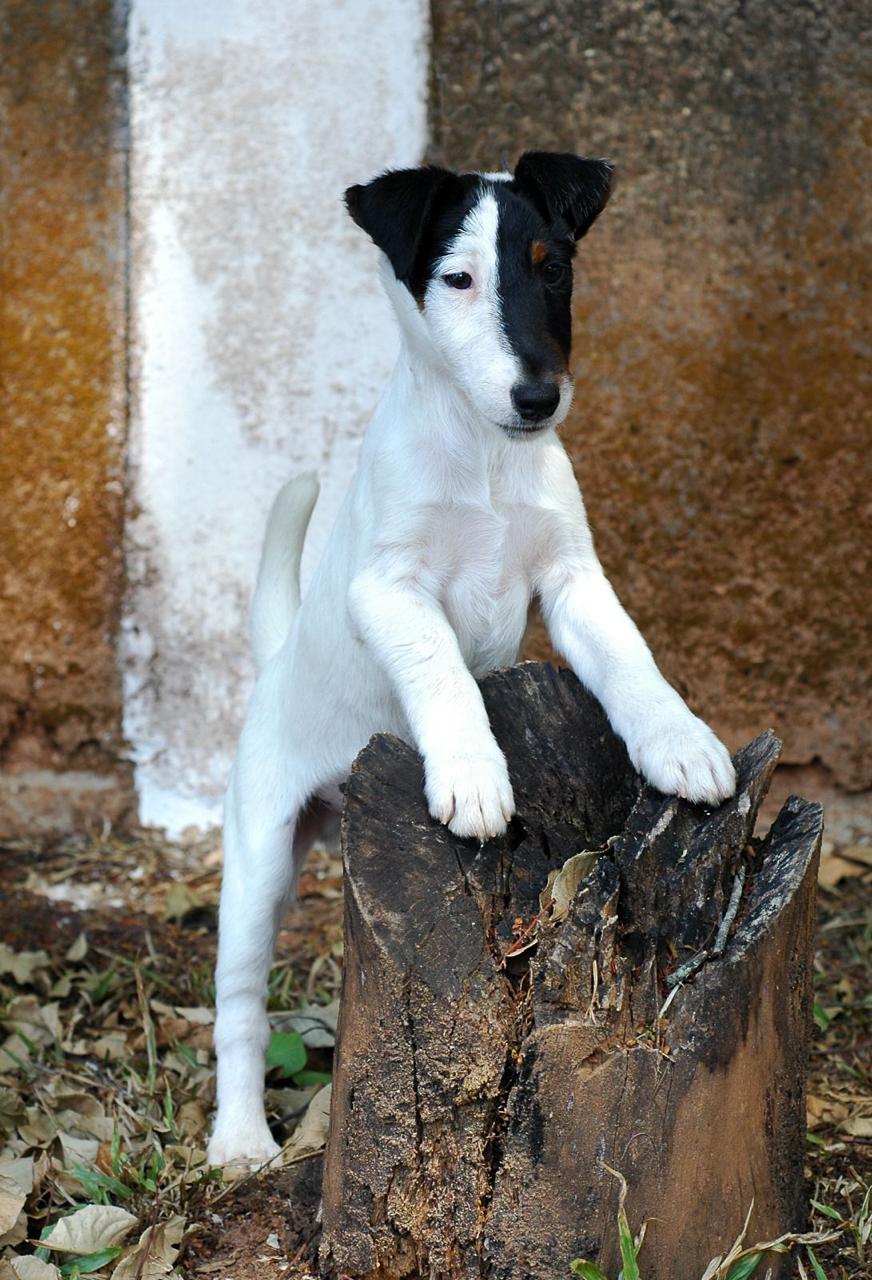 Fox Terrier