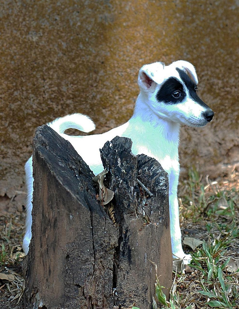 Filhote Beagle em momento de brincadeira