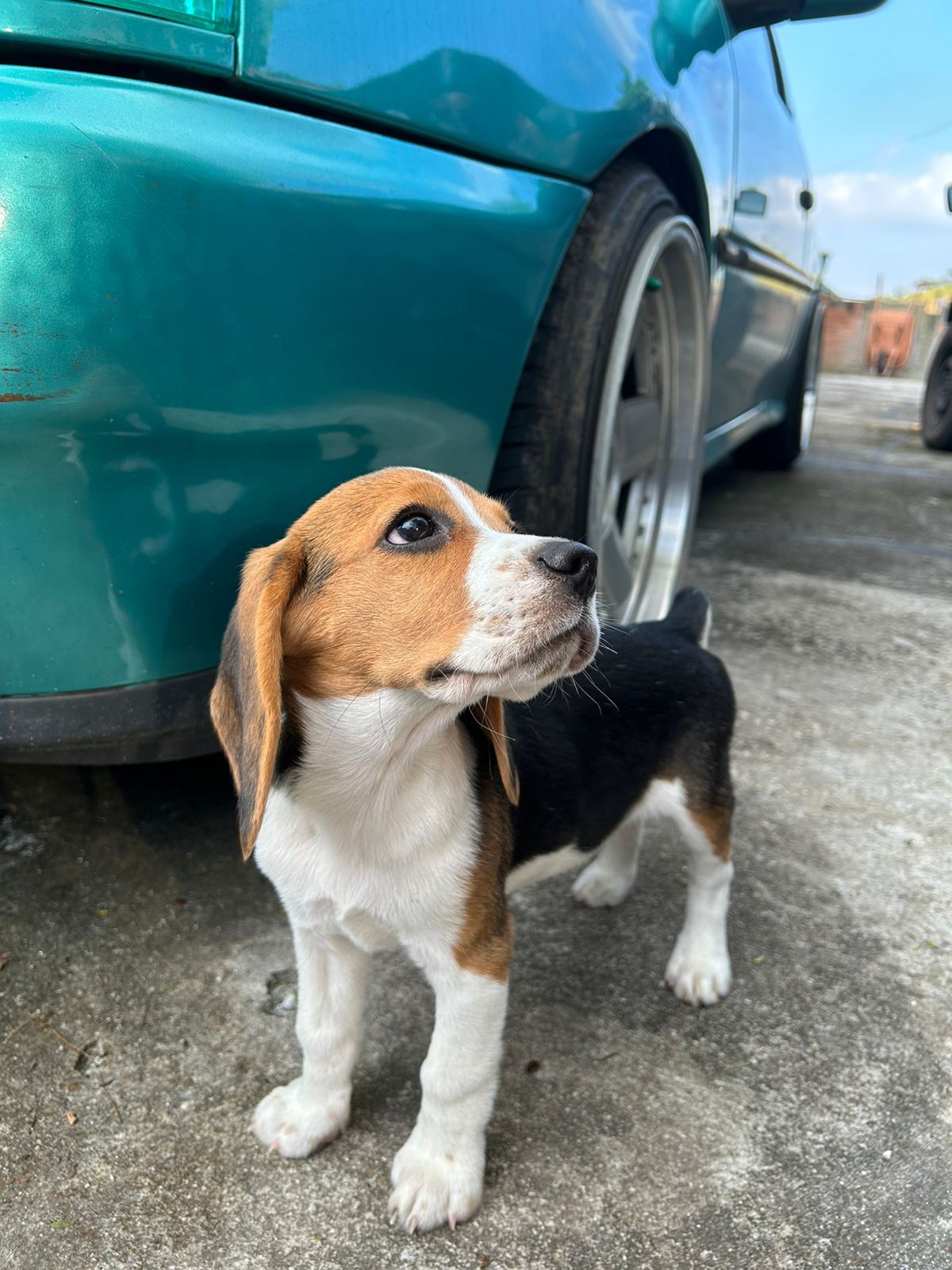 Foto da cliente Maria Clara com um Beagle