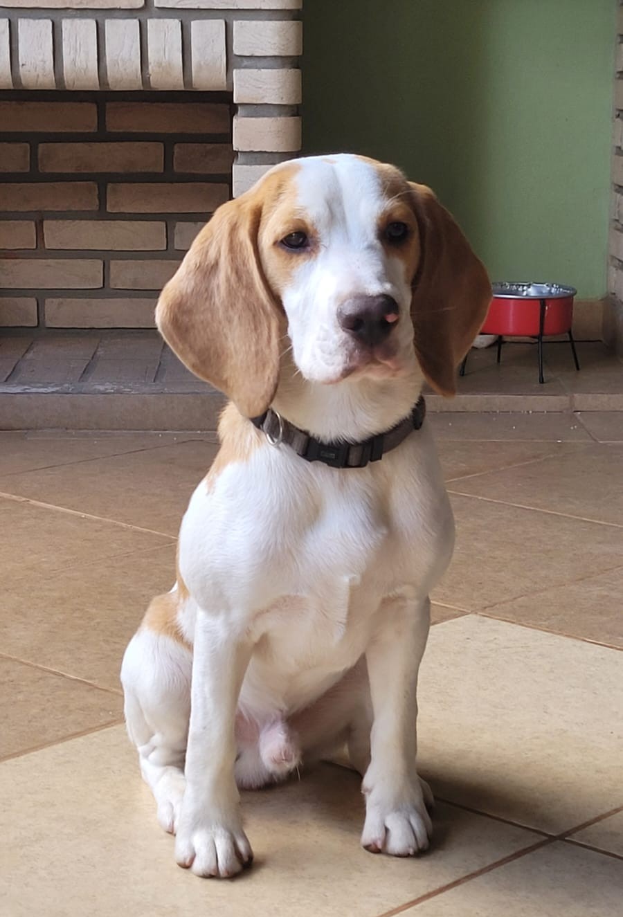 Foto do beagle da karina