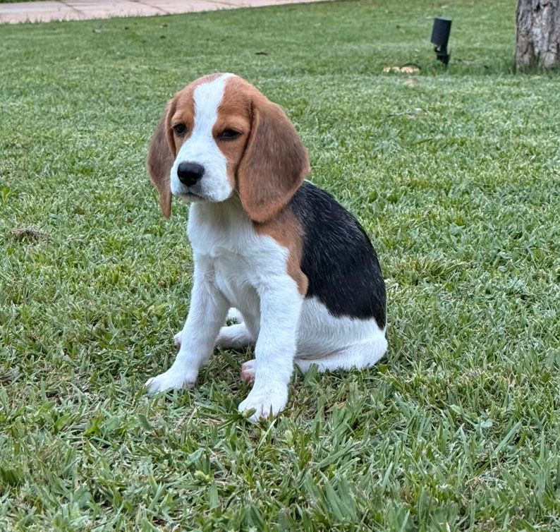 Foto do Beagle do cliente Patrick