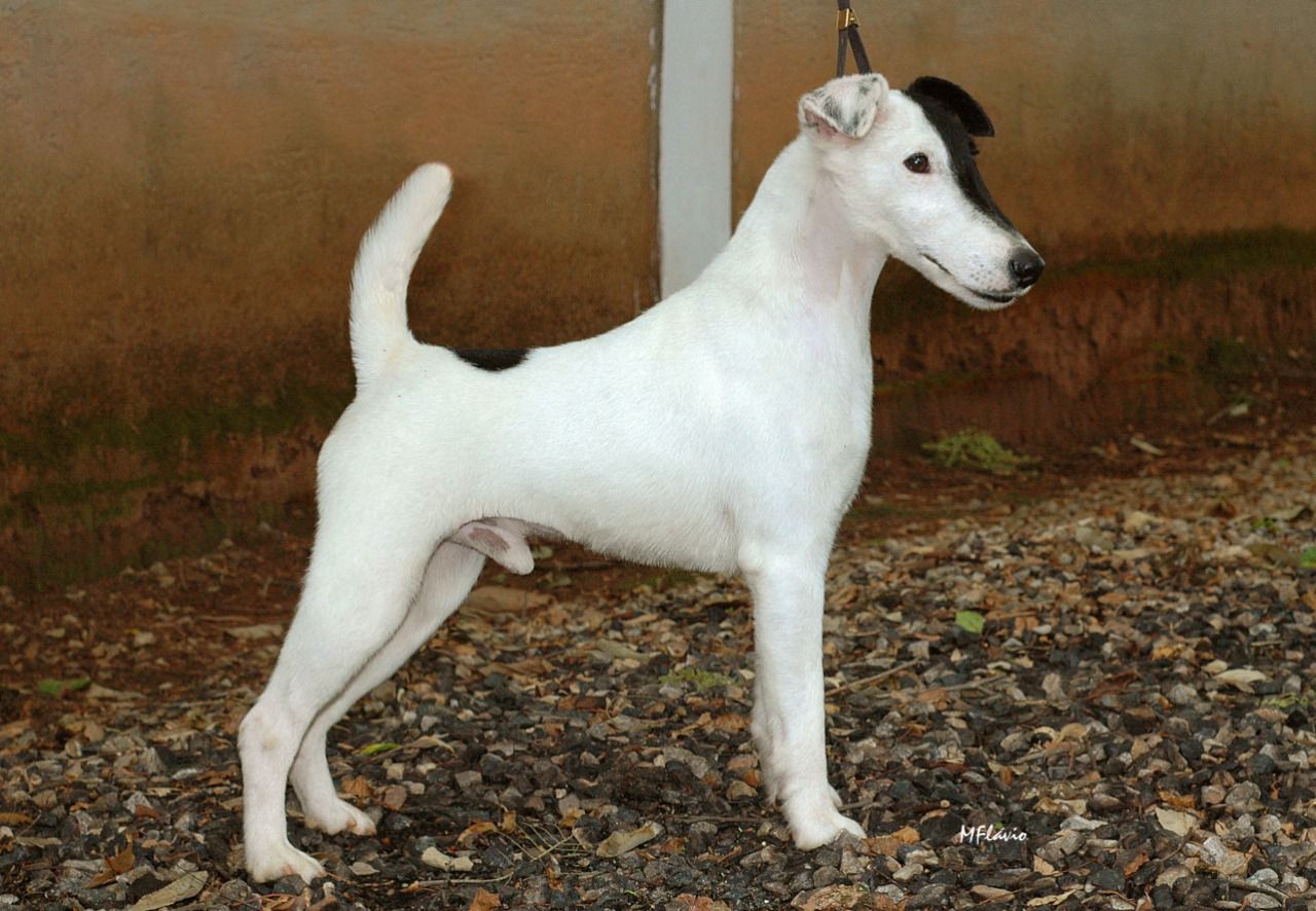 Fox Terrier de Pelo Liso